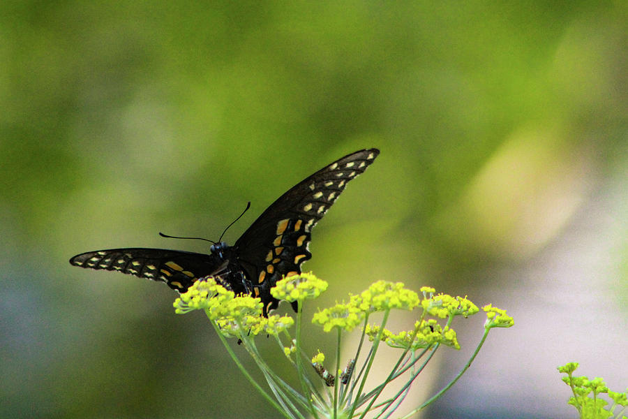 Nature Photograph - Black Swallowtail by Pete Federico Nature Photograph - Black Swallowtail by Pete Federico