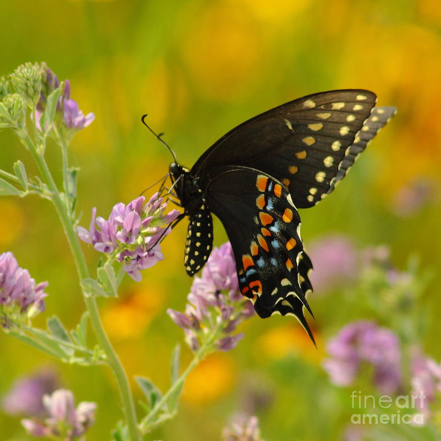 Black Swallowtail Photograph by Robert Frederick