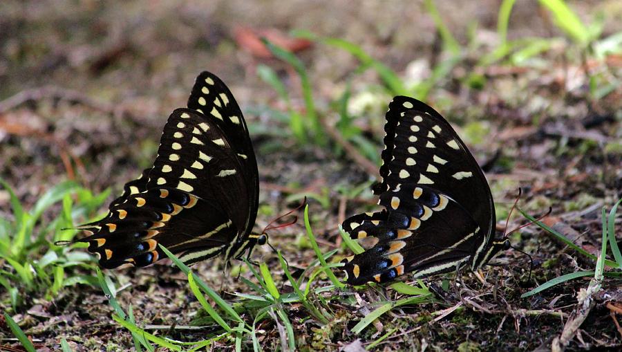 Black Swallowtail Twins Photograph by Cynthia Guinn