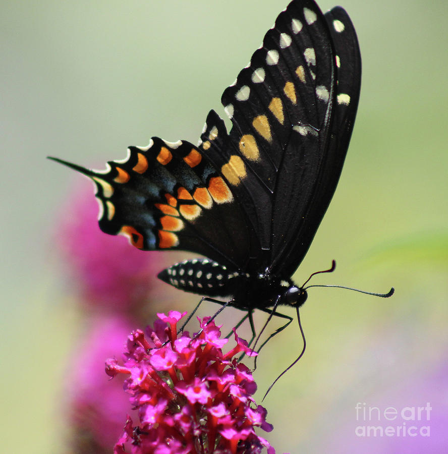 Black Swallowtail Ventral View Square Photograph by Karen Adams