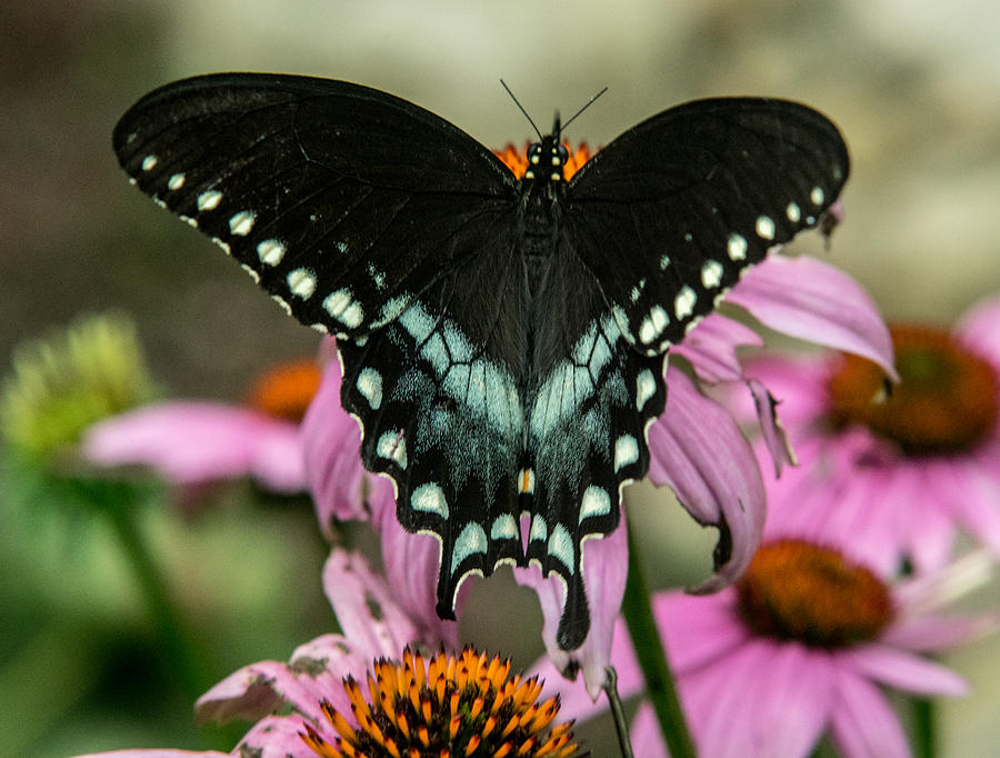 Black Swallowtail with Wings Wide Open Photograph by Douglas Barnett ...