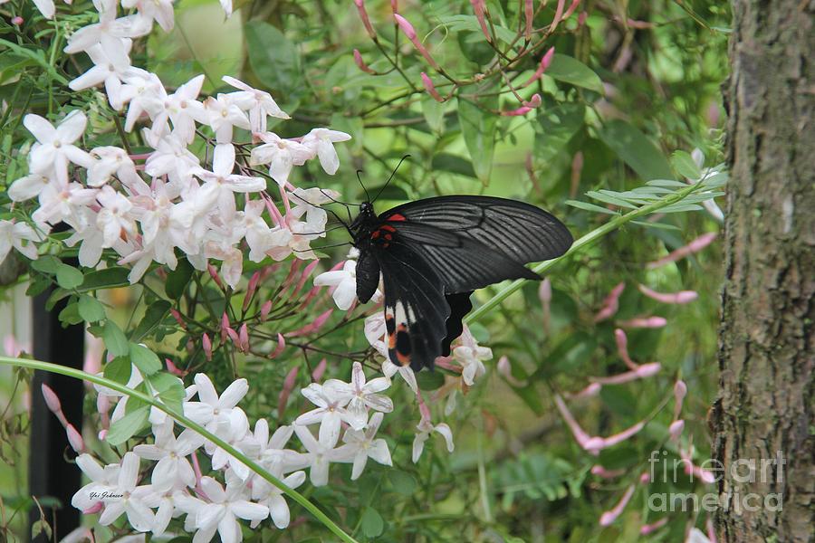 Black Swallowtail Photograph by Yumi Johnson