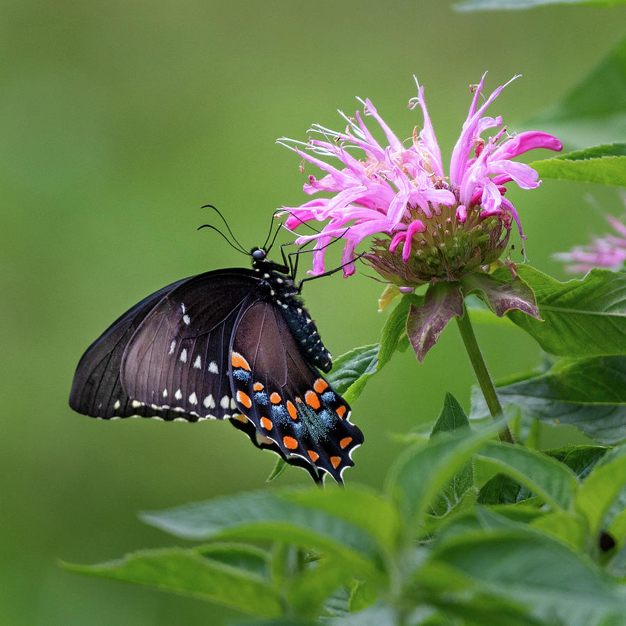 Black Swallowtial Butterfly 2018 Photograph by Bill Wakeley