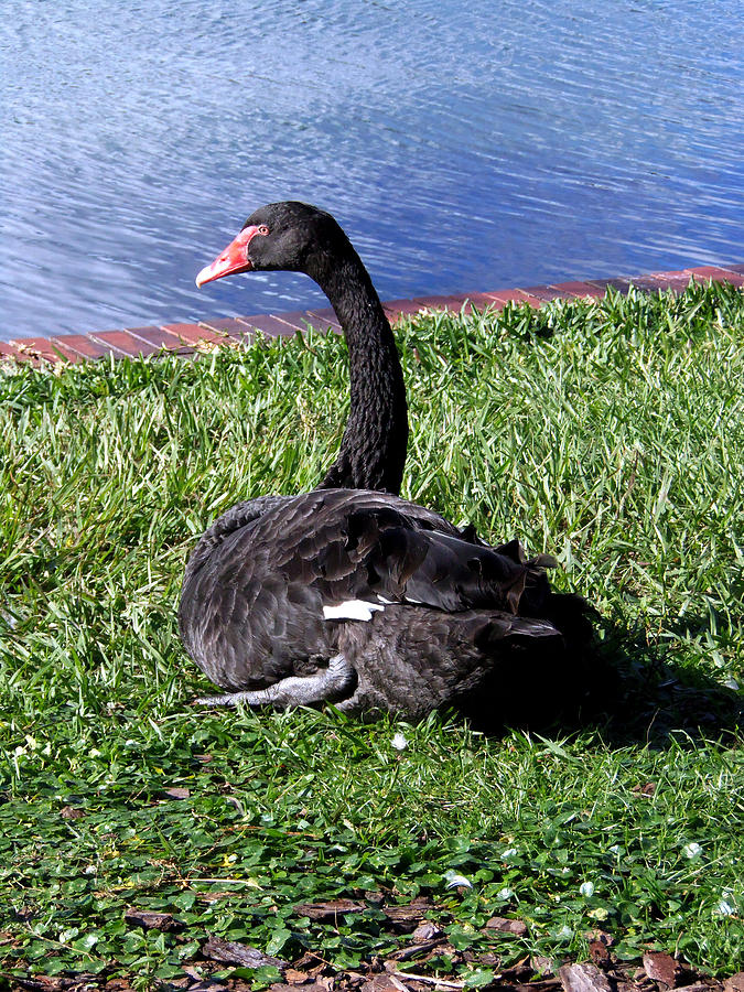 Black Swan 001 Photograph by Christopher Mercer