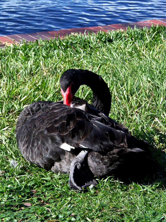 Black Swan 002 Photograph by Christopher Mercer