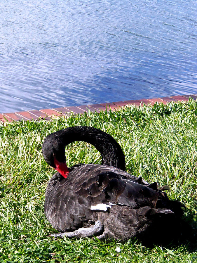 Black Swan 003 Photograph by Christopher Mercer