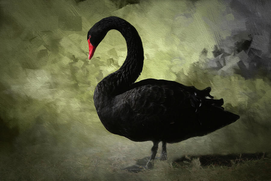 Swan Photograph - Black Swan 2 by Donna Kennedy