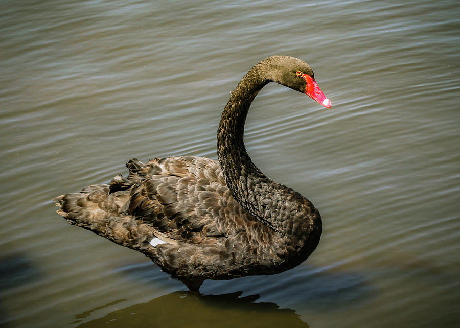 Black Swan Photograph by Alison Frank