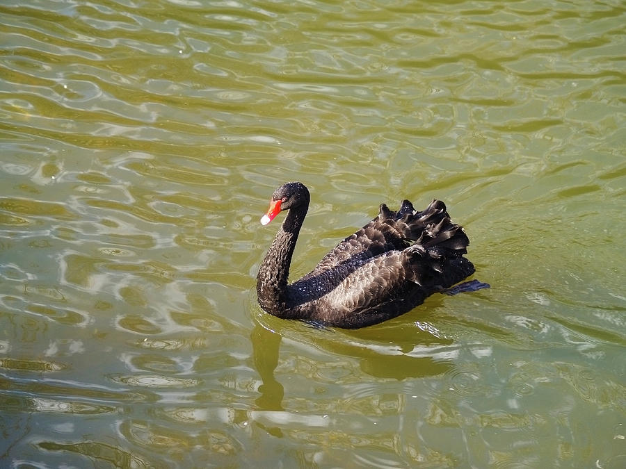 Black swan Photograph by Ana Maria Serrano - Fine Art America