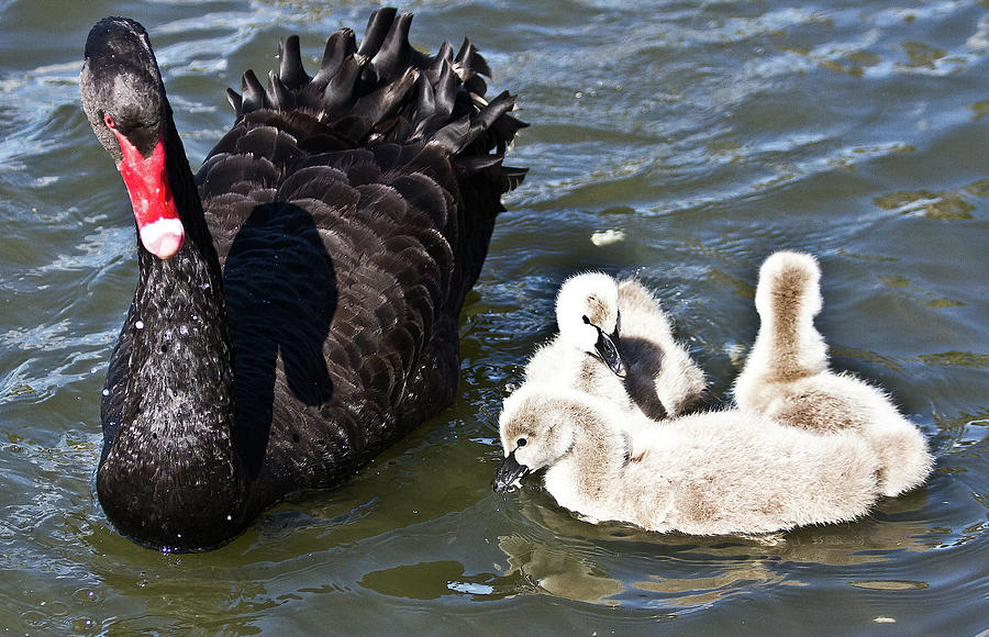 Bird Photograph - Black Swan And Her Triplets by Miroslava Jurcik