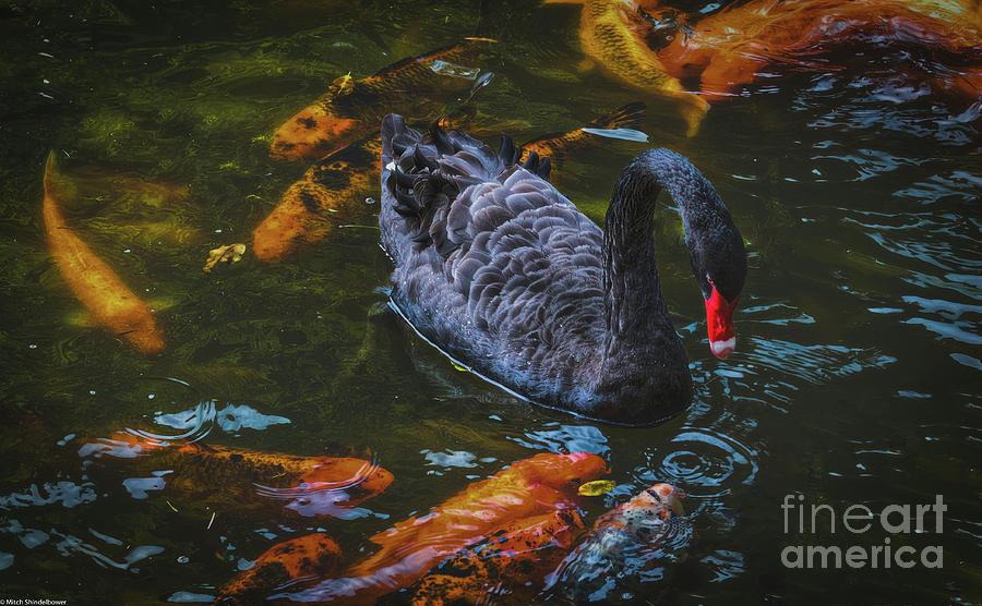 Black Swan and Koi Fish Photograph by Mitch Shindelbower