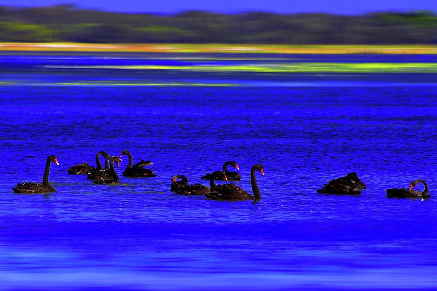 Nature Photograph - Black Swan At Lake Wollumboula by Miroslava Jurcik