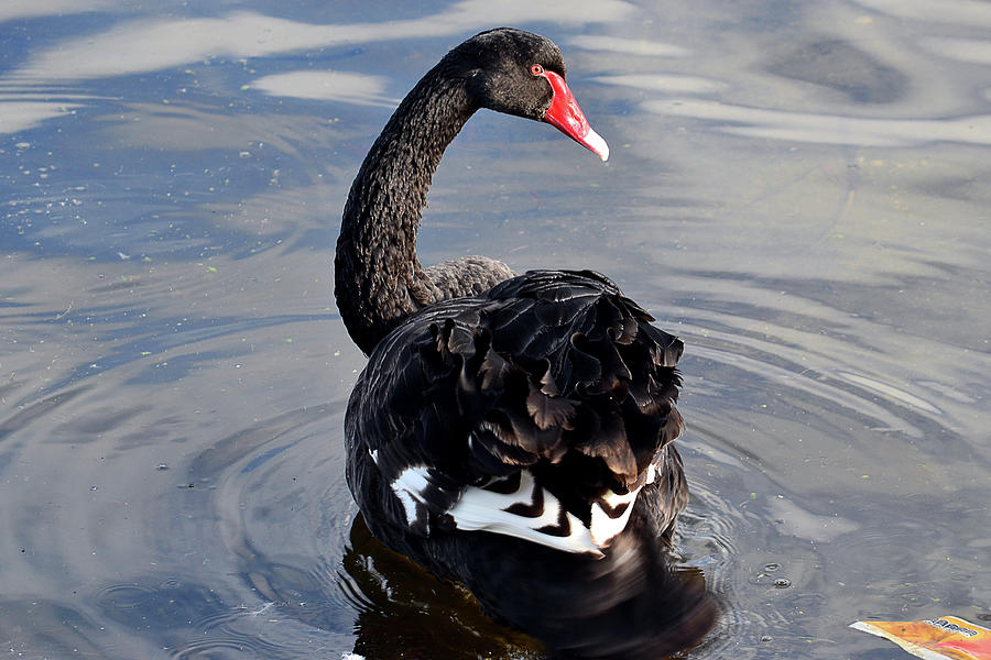 Black swan Back Photograph by Matias Dandrea - Fine Art America