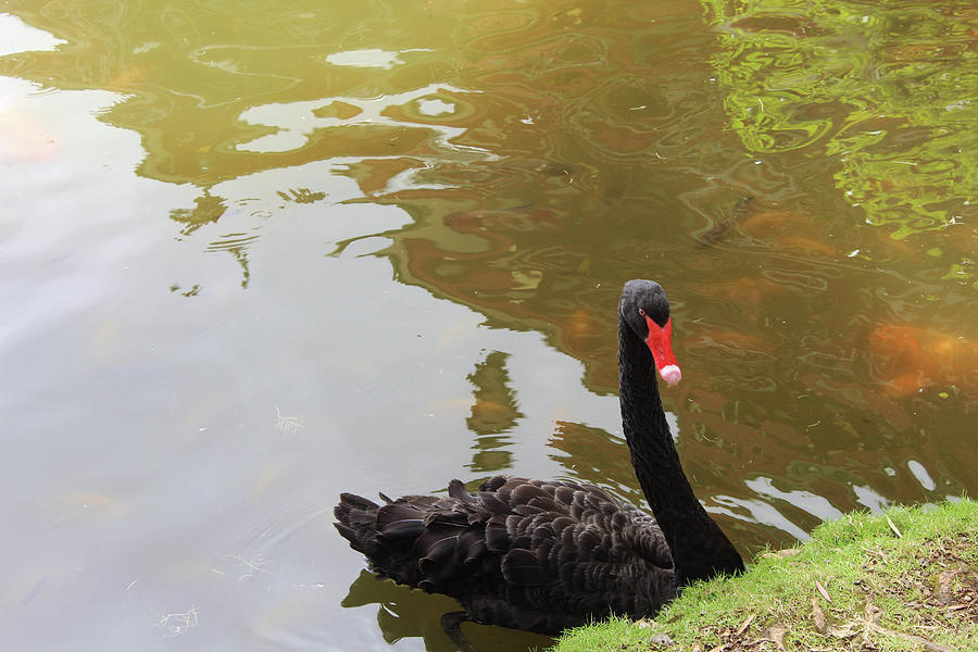 Black Swan Photograph by Carolyn Ricks
