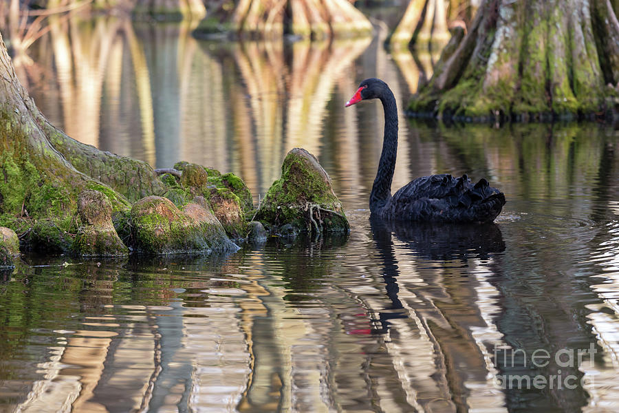 Black Swan Photograph by Charles Hite