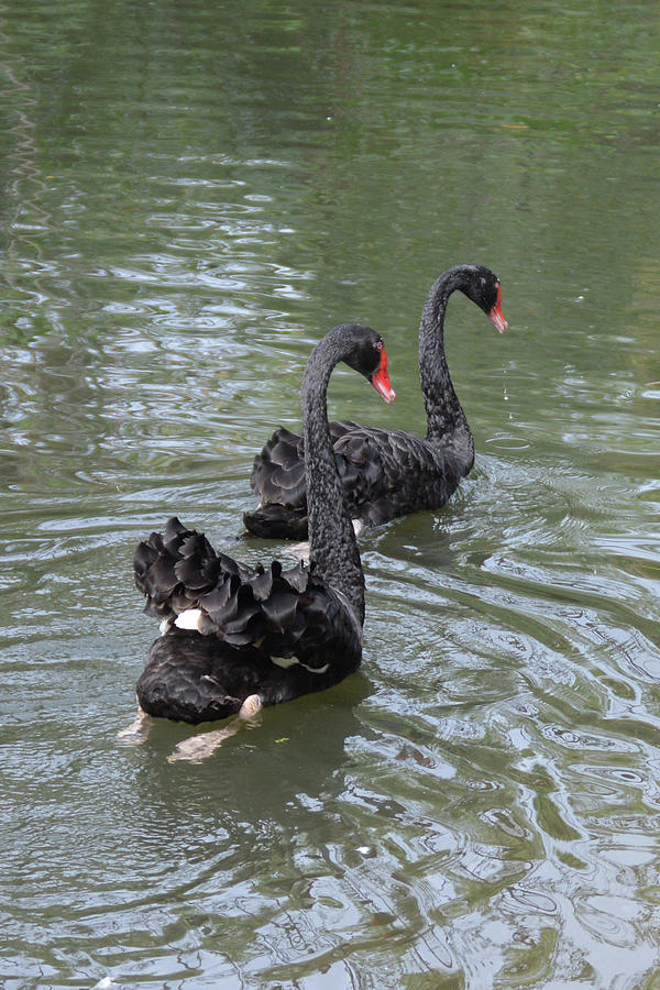 Black Swan Couple Photograph by Karen Sturgill | Fine Art America