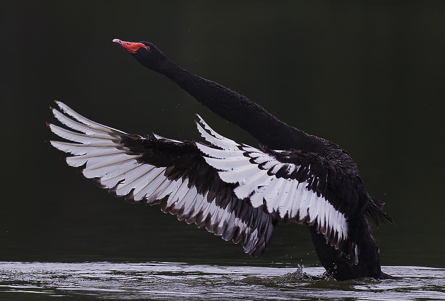 Swan Photograph - Black Swan by C.s.tjandra