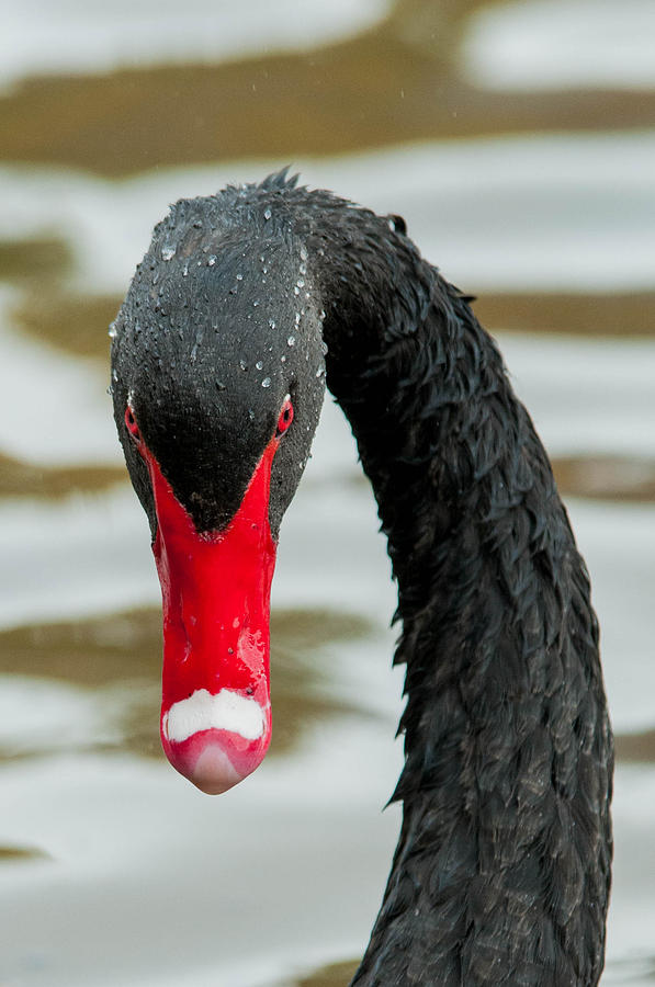 black Swan Photograph by Denis Therien - Fine Art America