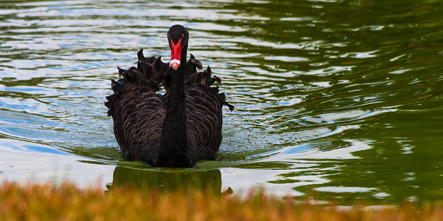Black Swan Photograph by Ed Gleichman