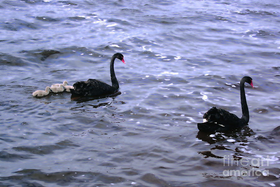 Black Swan Family Photograph by Cassandra Buckley