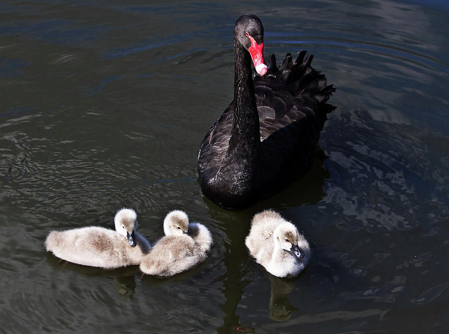 Bird Photograph - Black Swan Family Portrait by Miroslava Jurcik