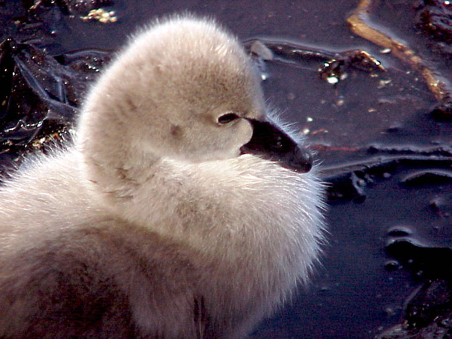 Black Swan Gosling Photograph by Gordon Castle | Pixels