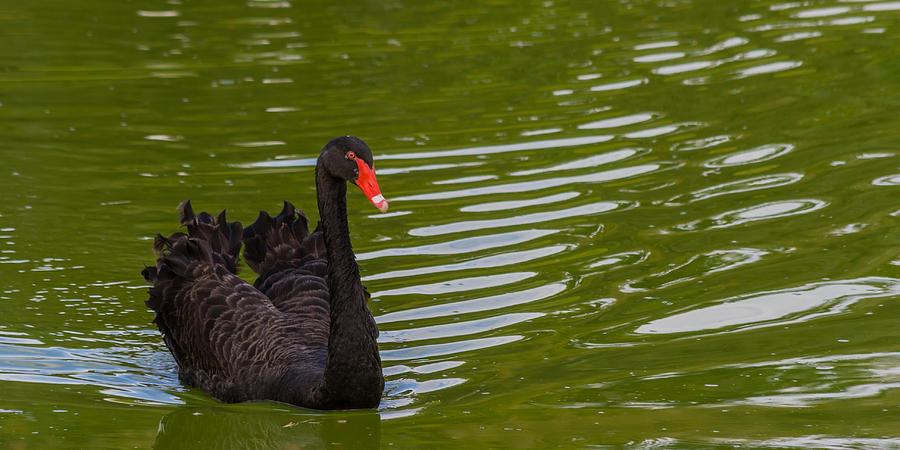 Black Swan II Photograph