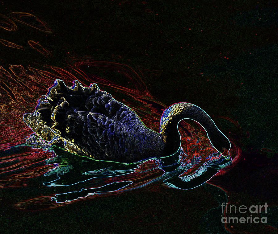Black Photograph - Black Swan In Color by Jost Houk Black Photograph - Black Swan In Color by Jost Houk