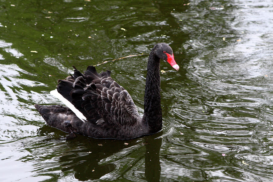 Black Swan In St Jamess Park  Photograph by Aidan Moran