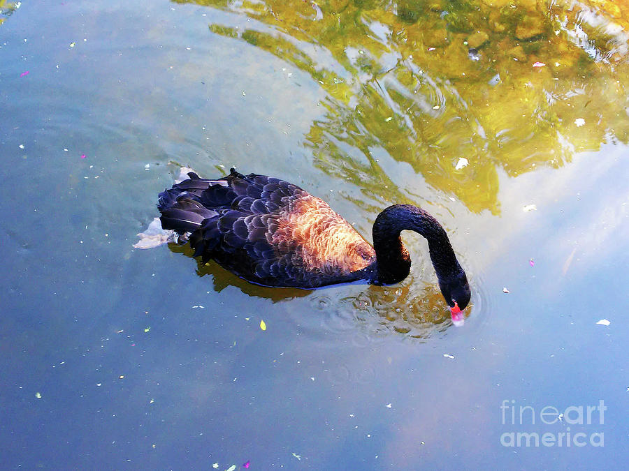 Black Swan Photograph by Jasna Dragun