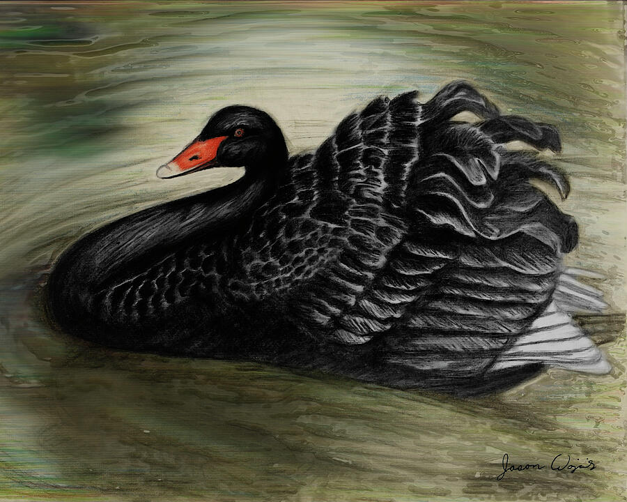 Swan Drawing - Black Swan by Jason Wojcik