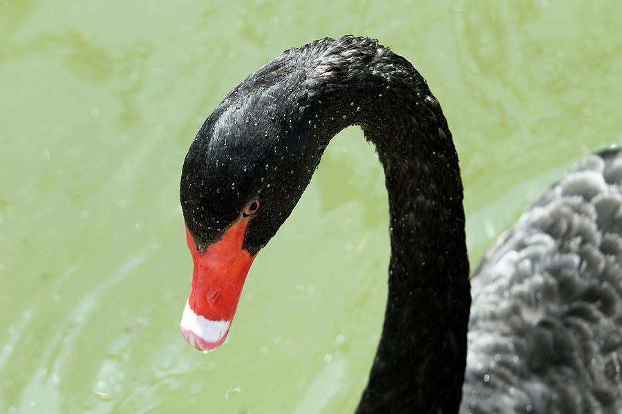 Black Swan Photograph by Judy Latimer | Fine Art America