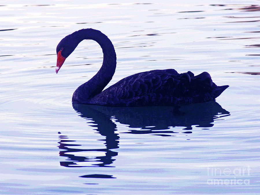Black Swan  Photograph by Larry Oskin