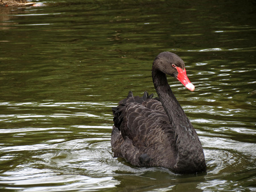 Black Swan Photograph by Laurel Powell