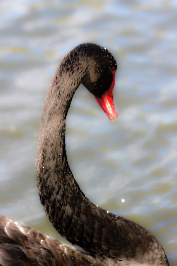 Swan Photograph - Black Swan Magic by Miroslava Jurcik