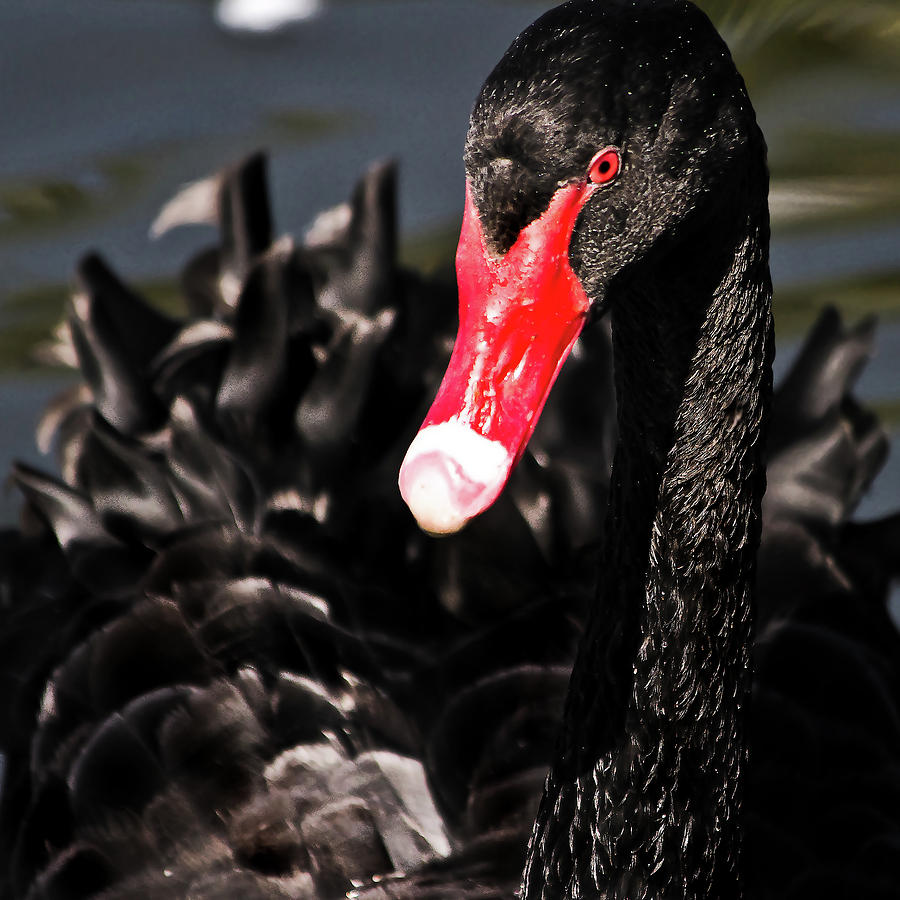 Swan Photograph - Black Swan by Miroslava Jurcik