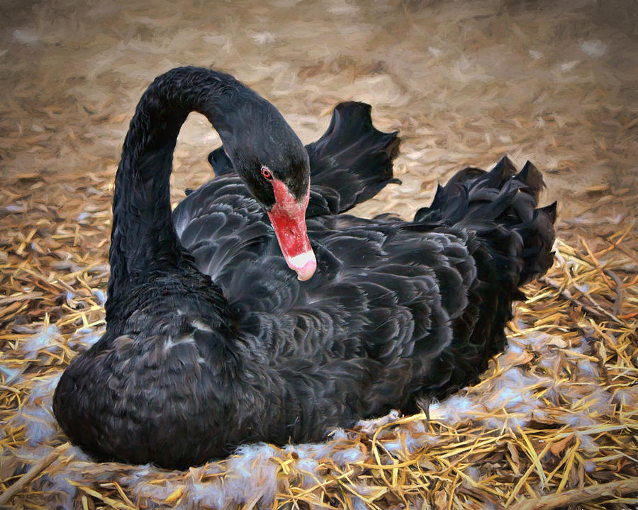 Black Swan - Nesting Photograph by Nikolyn McDonald