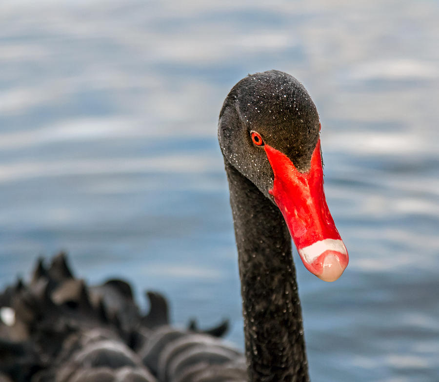 Black Swan Photograph by Nicholas Blackwell