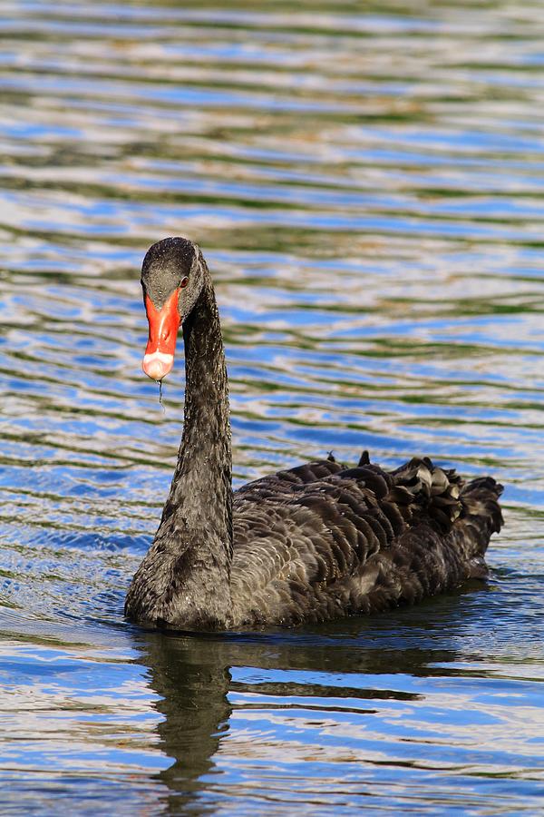 Black Swan Of Furman University Photograph by Carol Montoya