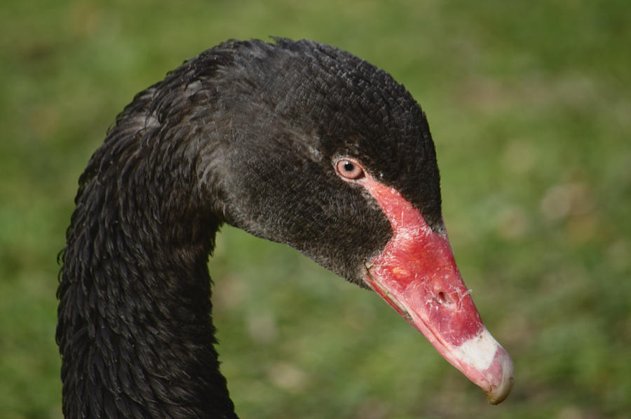 Black Swan Portrait Photograph by Adrian Wale