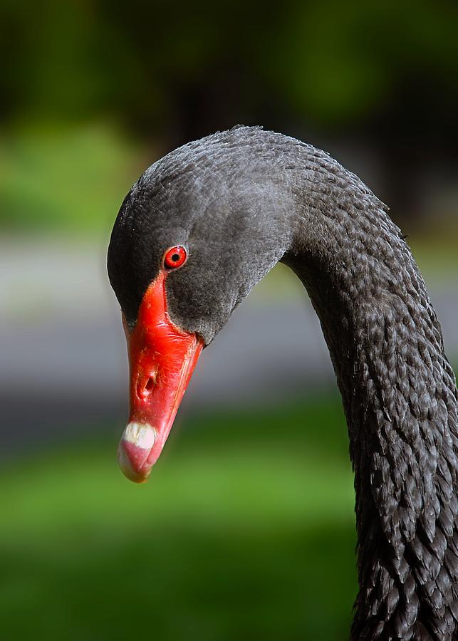 Swan Photograph - Black Swan Portrait by Georgiana Romanovna