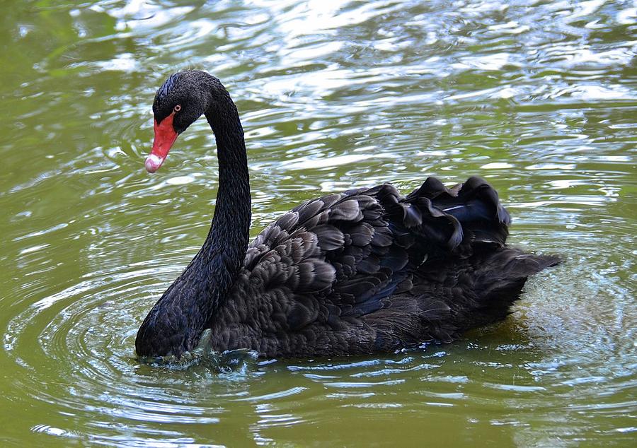 Black Swan portrait Photograph by Ronda Ryan
