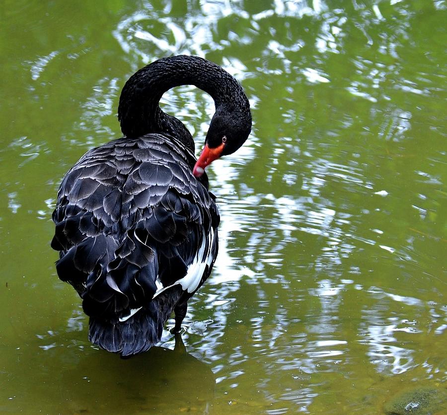 Black Swan Photograph by Ronda Ryan