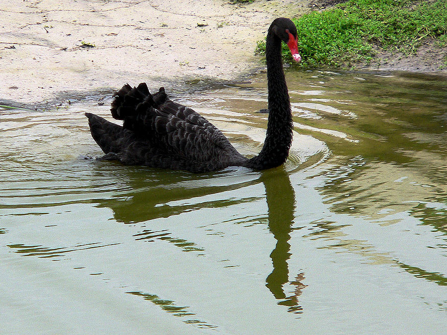 Black Swan Photograph by Rosalie Scanlon
