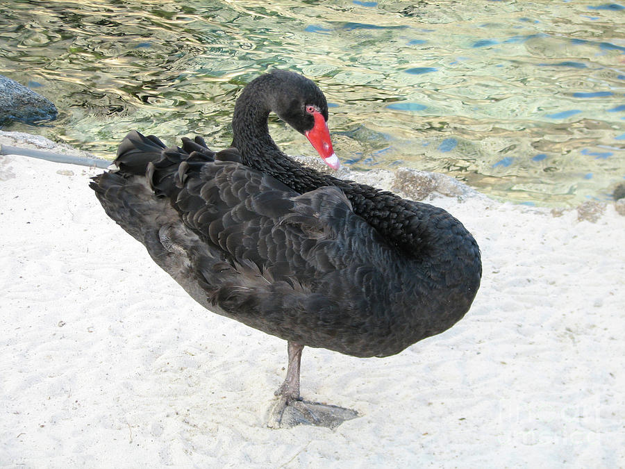 Black Swan Standing on One Leg on a Beach Photograph by DejaVu Designs