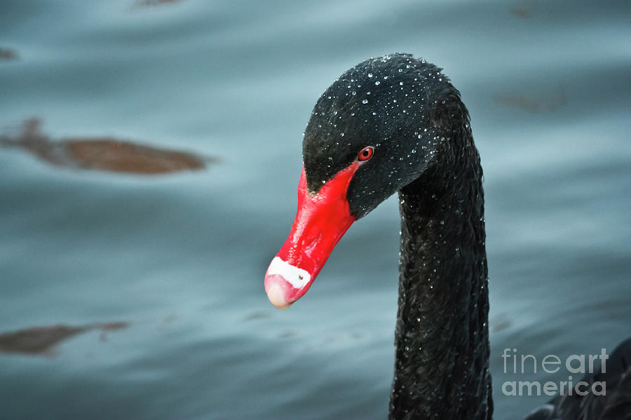 Black Swan Photograph by Terri Waters
