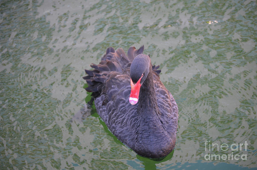 Black Swan with a Red Beak Swimming in a Pond Photograph by DejaVu Designs