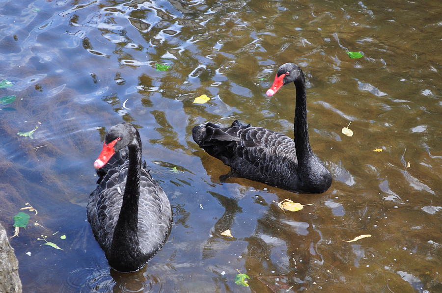 Nature Photograph - Black Swans by Andrea Everhard