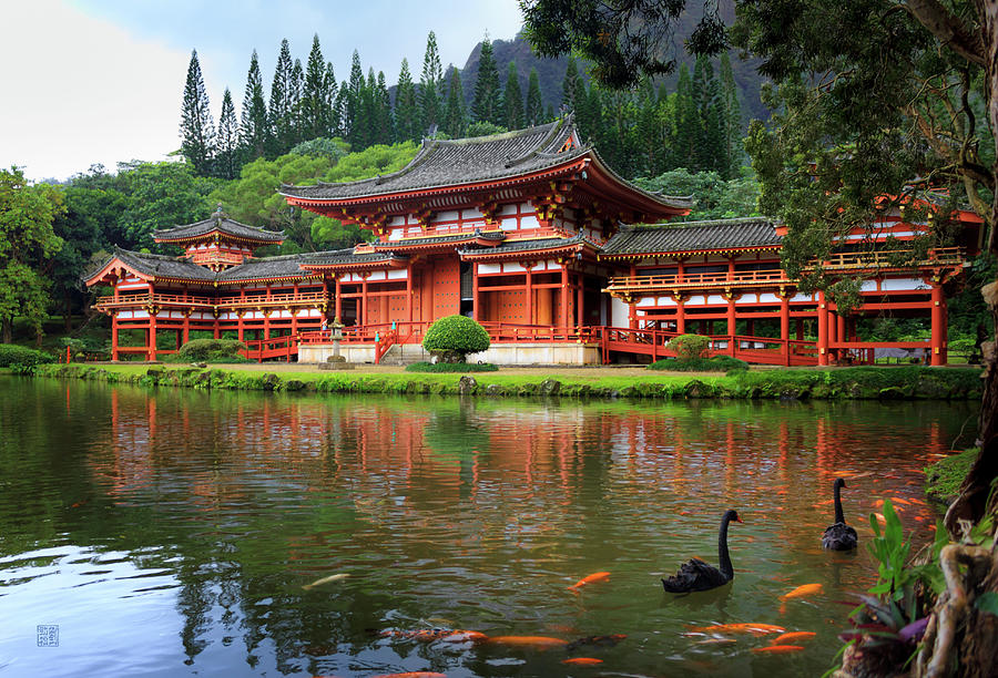 Black Swans at Byodo-In by Geoffrey Lewis Black Swans at Byodo-In by Geoffrey Lewis