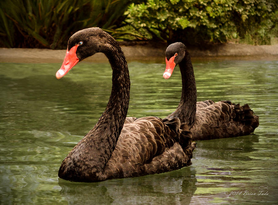 Black Swans at Napa California Photograph by Brian Tada